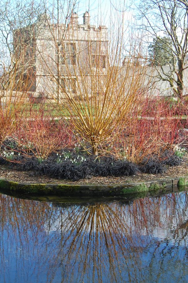 Choosing plants to beat the winter blues