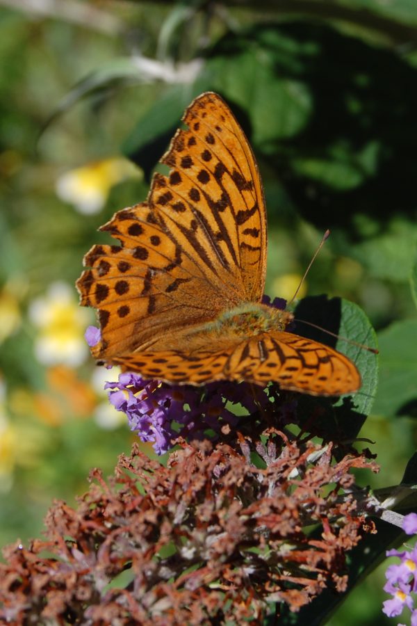 Top 10 ways to create a wildlife friendly garden