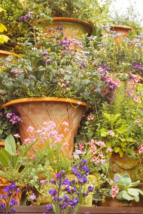 Creating gorgeous summer containers